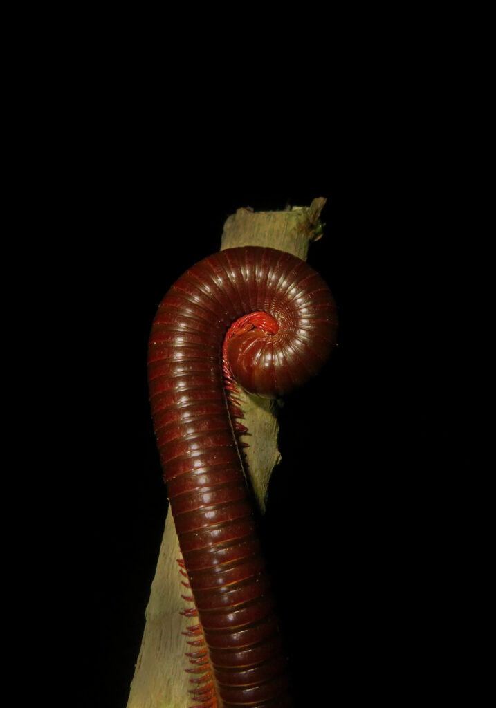 Rusty Millipede (Trigoniulus corallinus)