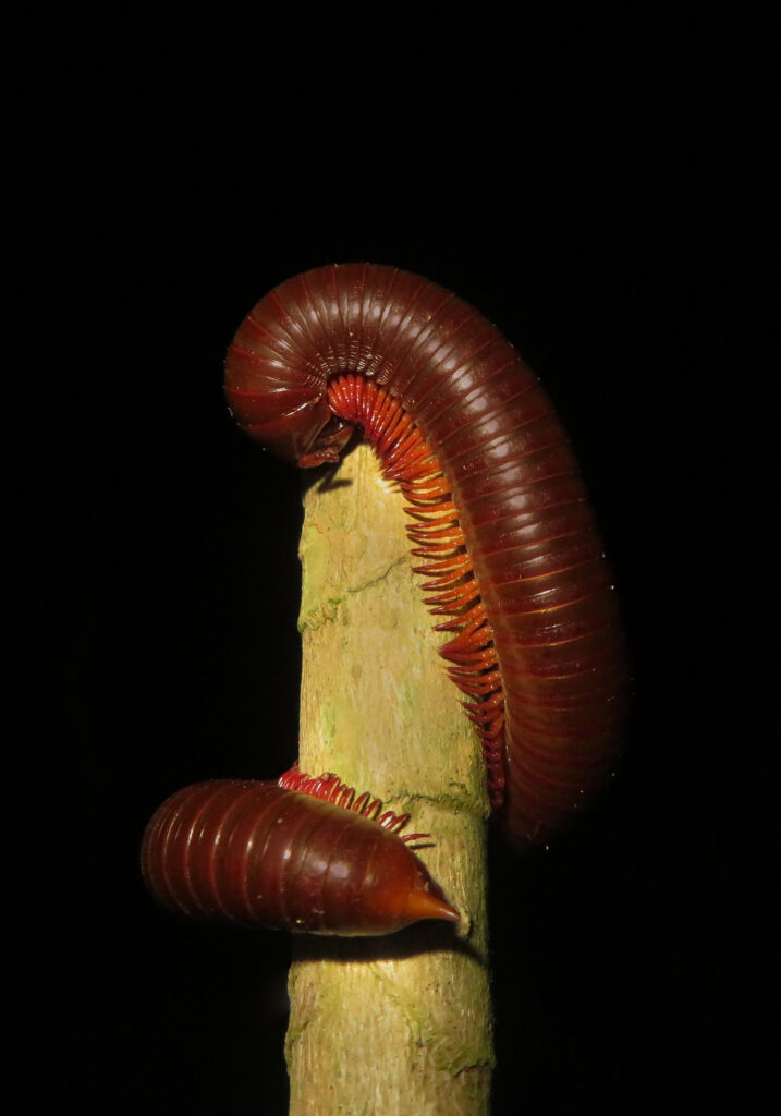 Rusty Millipede (Trigoniulus corallinus)