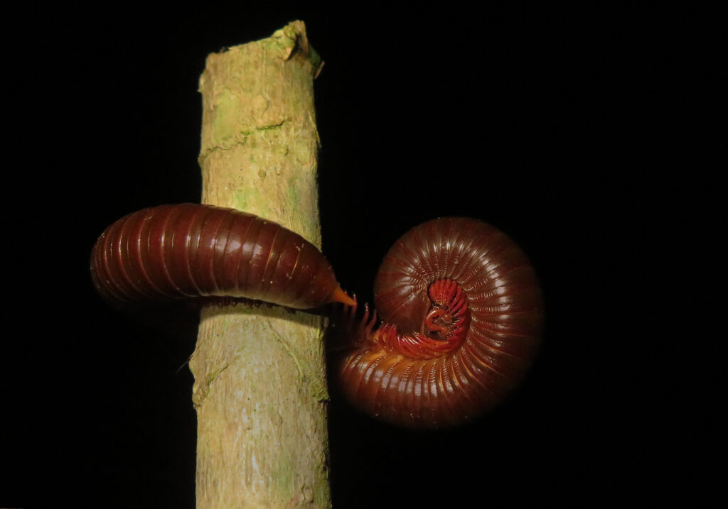 Rusty Millipede (Trigoniulus corallinus)
