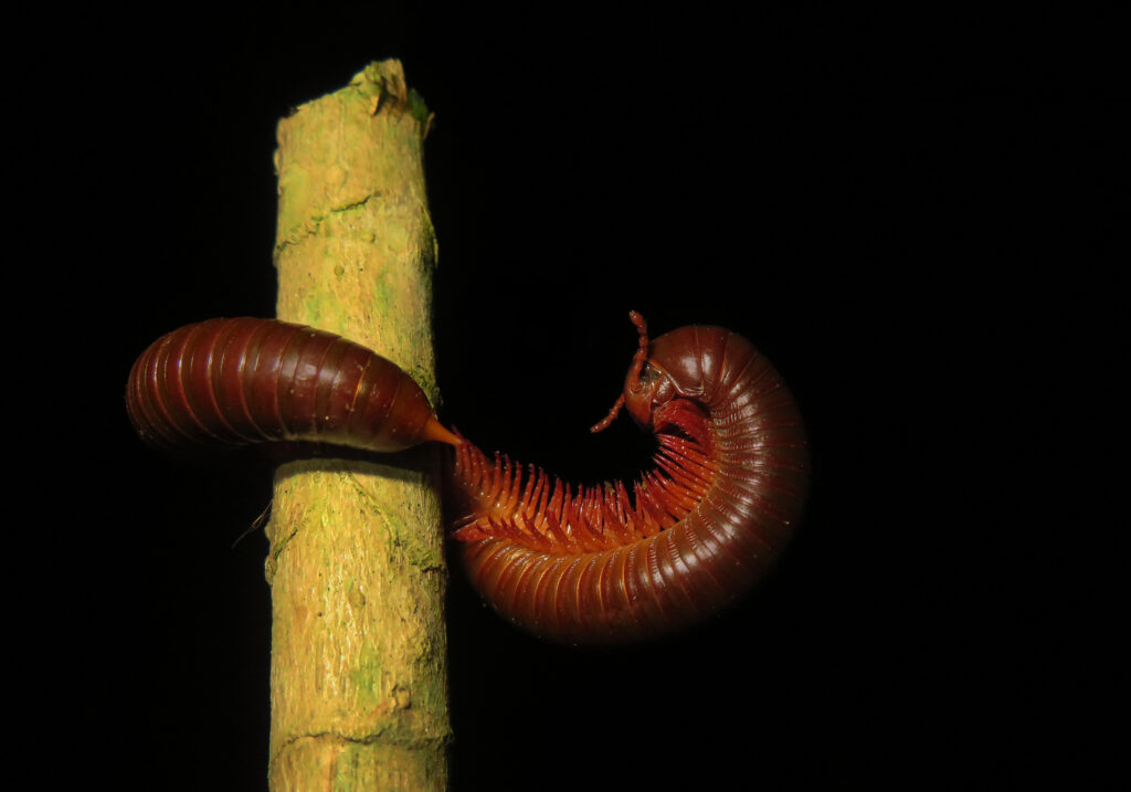 Rusty Millipede (Trigoniulus corallinus)