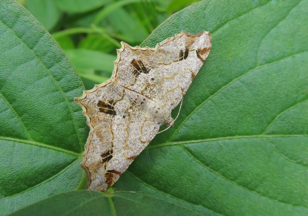 Genus Chiasmia