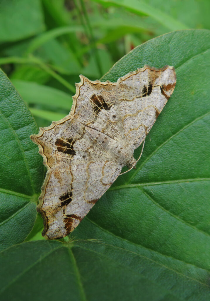 Genus Chiasmia
