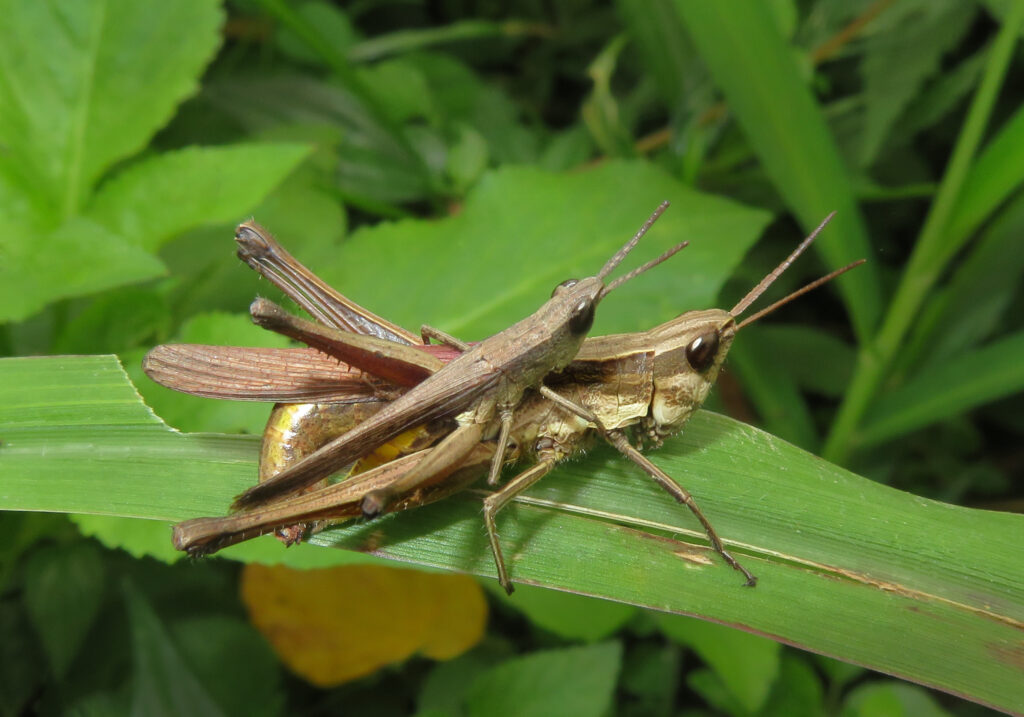 Genus Phlaeoba
