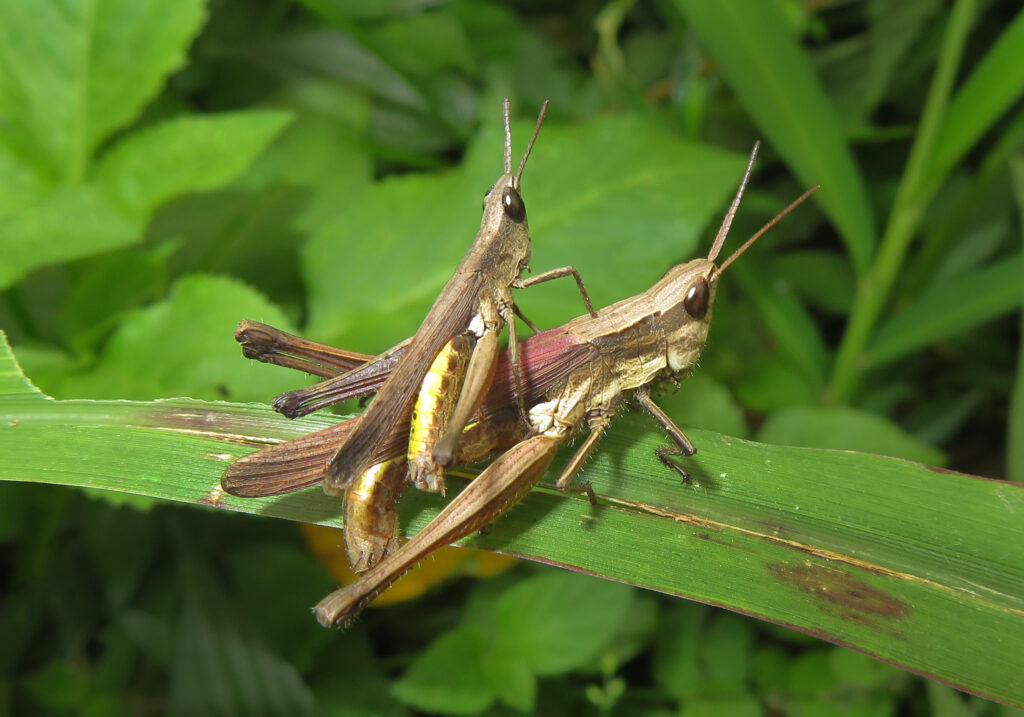 Genus Phlaeoba