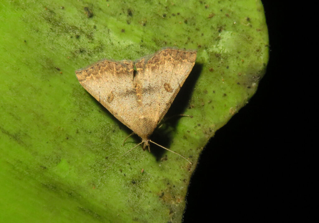 Litter Moths
