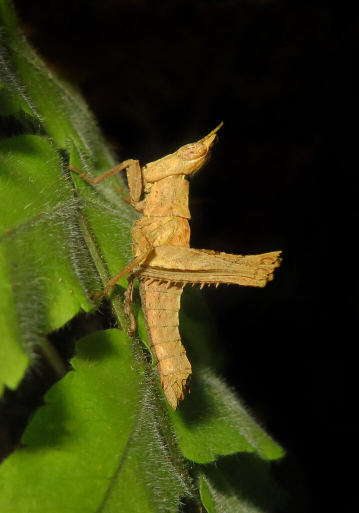 Eumastacoid Stick Grasshoppers (Superfamily Eumastacoidea)