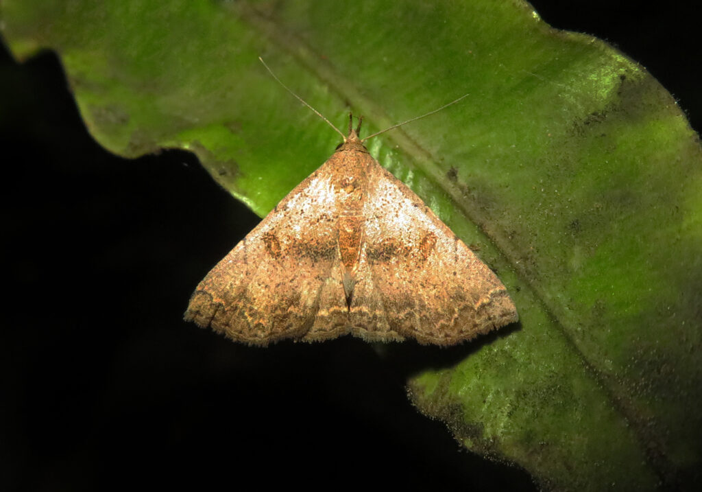 Litter Moths