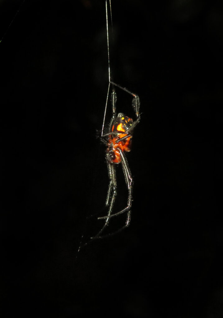 Typical Spiders (Suborder Araneomorphae)