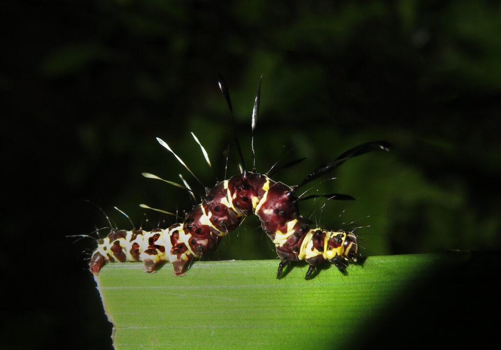 Genus Tinolius