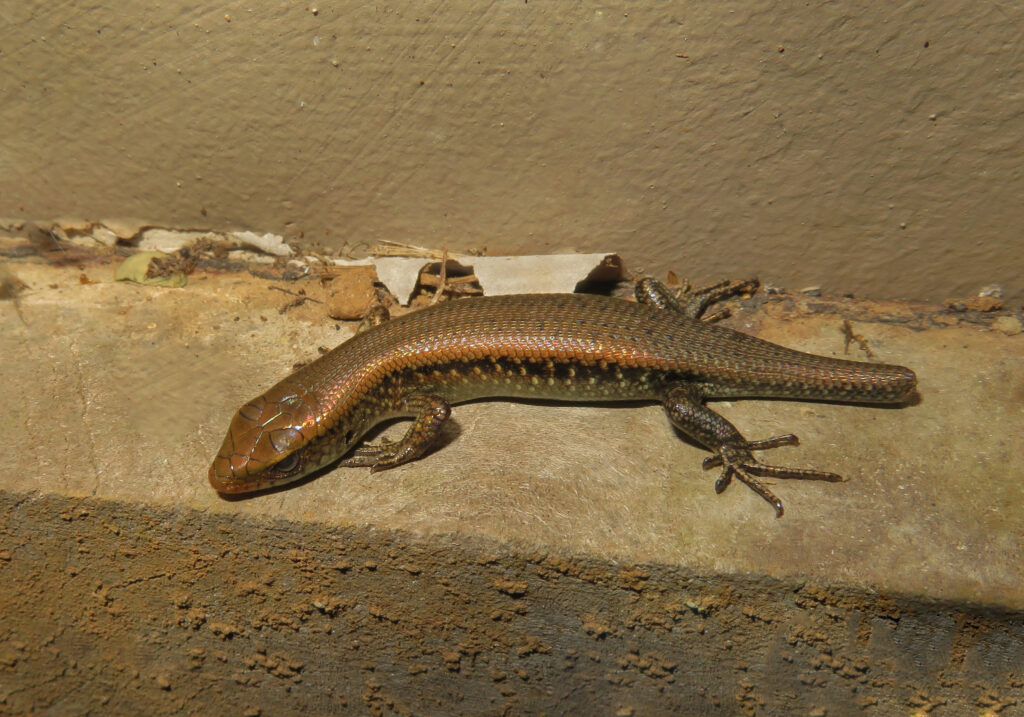 Asian Mabuyas (Genus Eutropis)