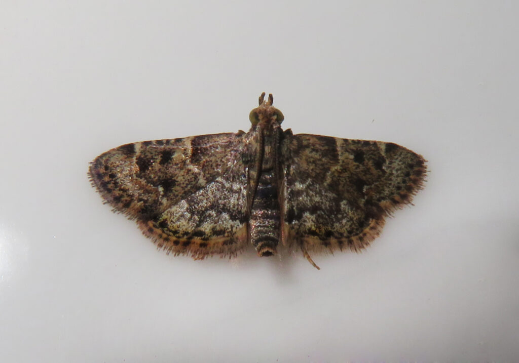 Pyralid Snout Moths (Family Pyralidae)