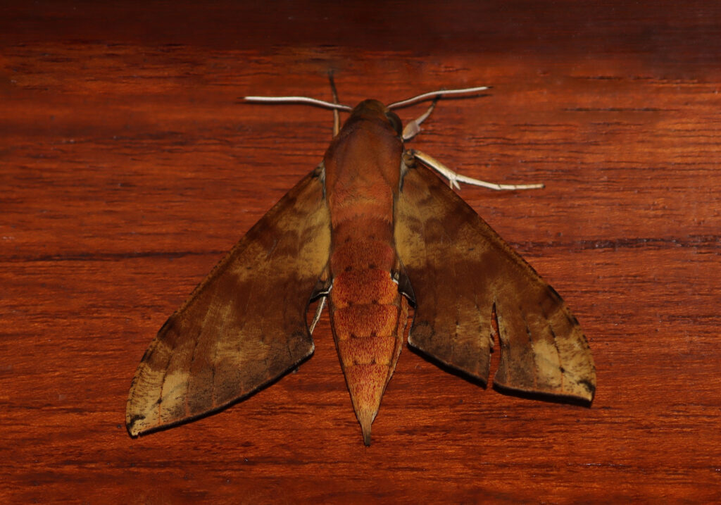 Macroglossine Sphinx Moths (Subfamily Macroglossinae)