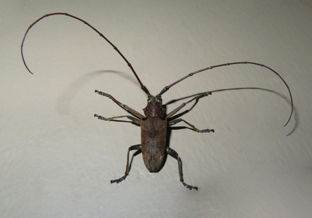 Flat-faced Longhorn Beetles (Subfamily Lamiinae)