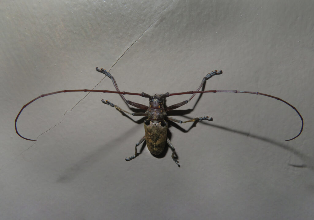 Epepeotes luscus