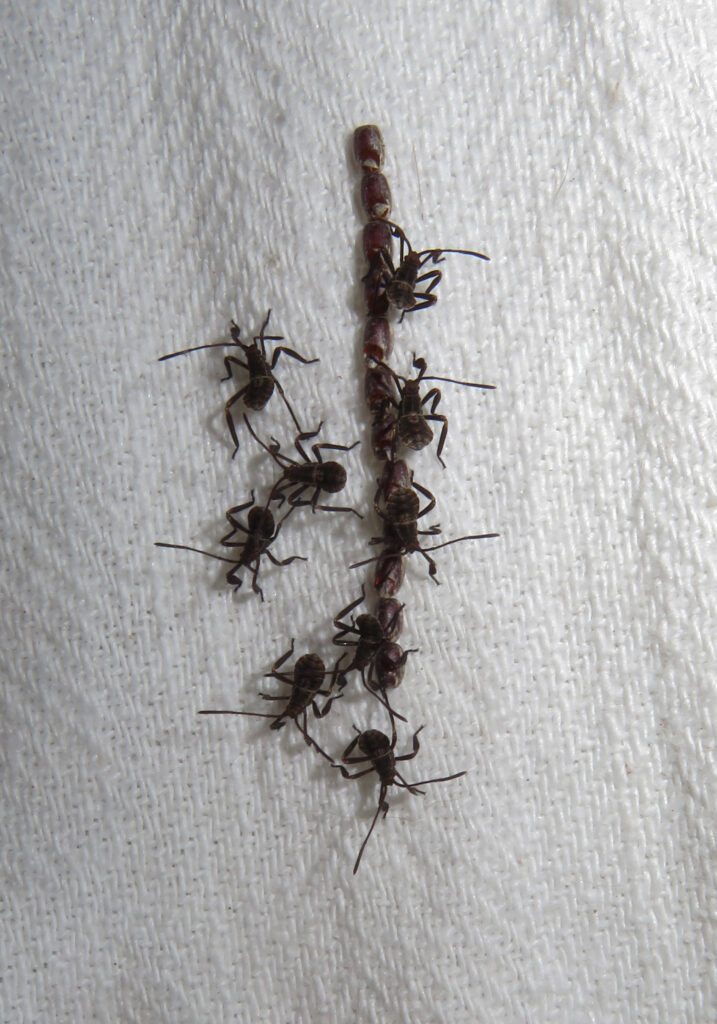 Leaf-footed Bugs