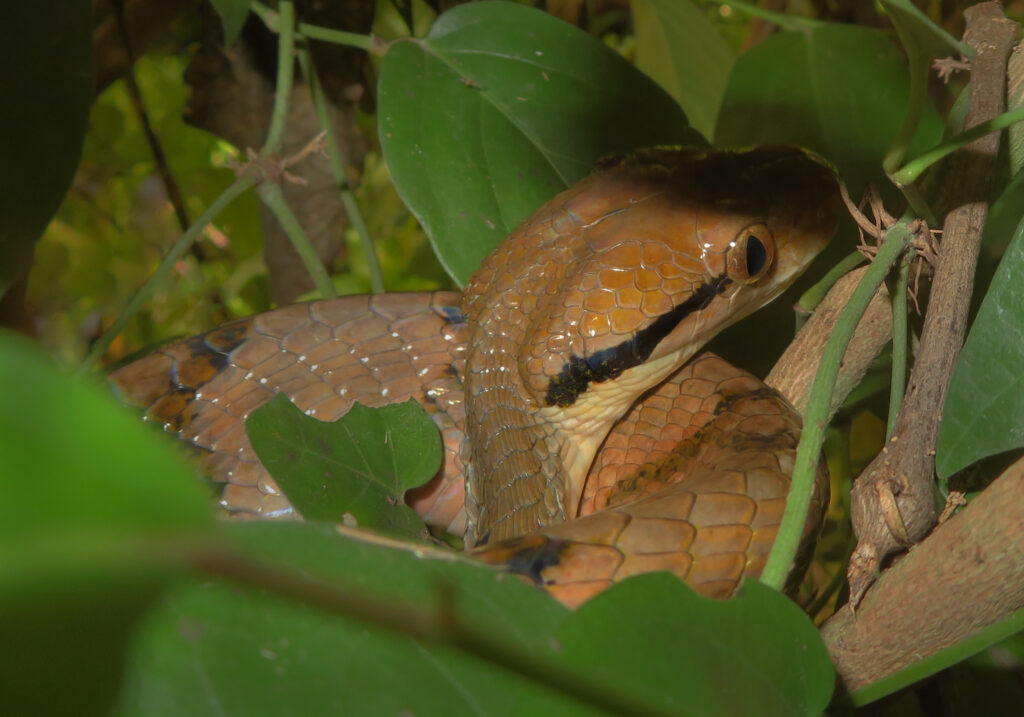 Dog-toothed Cat Snake