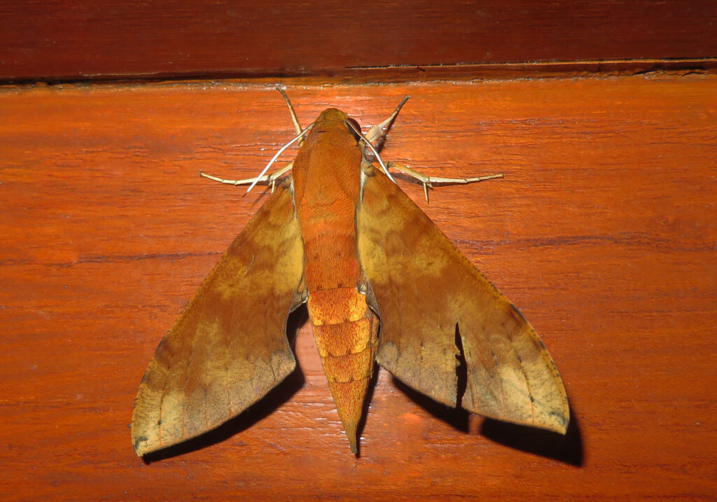 Macroglossine Sphinx Moths (Subfamily Macroglossinae)