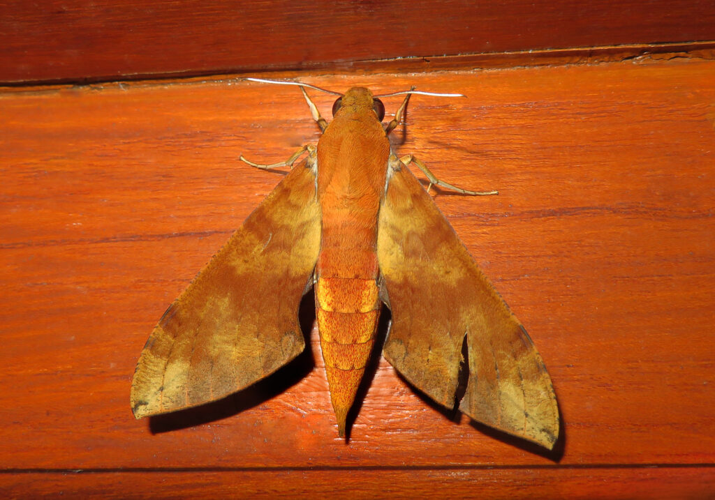Macroglossine Sphinx Moths (Subfamily Macroglossinae)