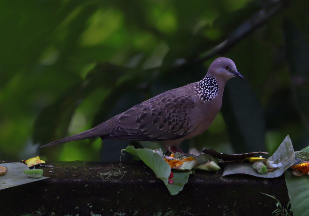 Spotted Dove