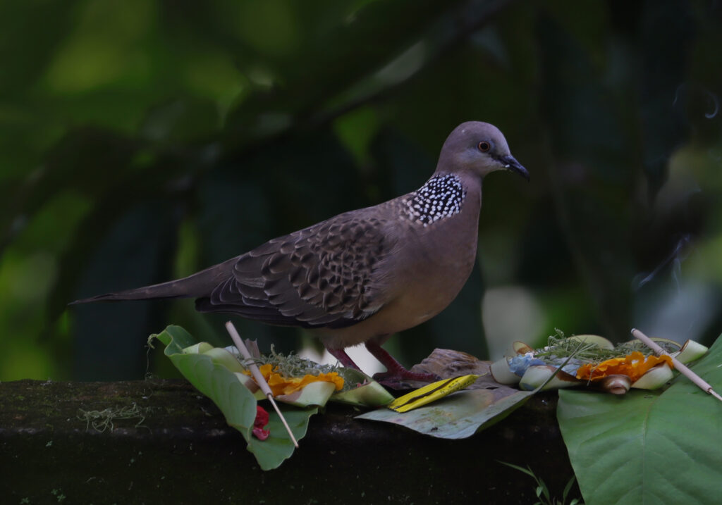 Spotted Dove