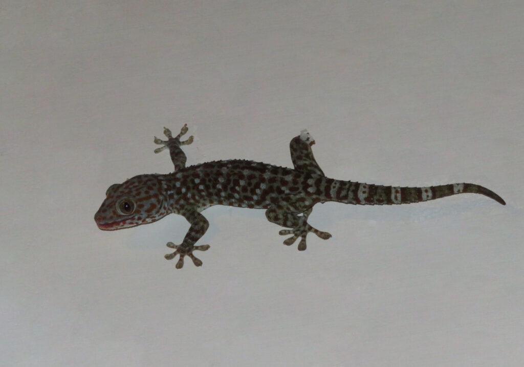 Tokay Gecko