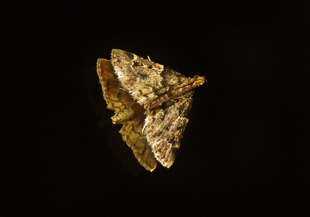 Pyralid Snout Moths (Family Pyralidae)