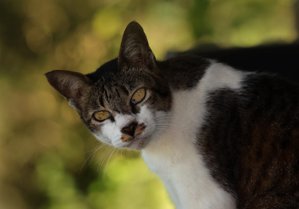 Domestic Cat