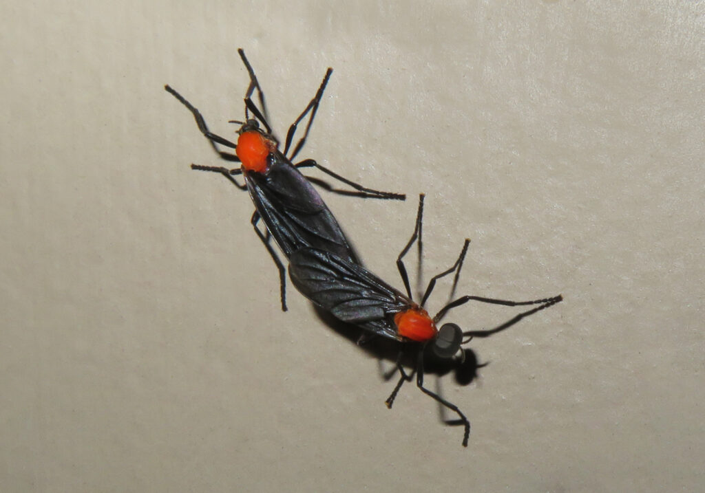 March Flies