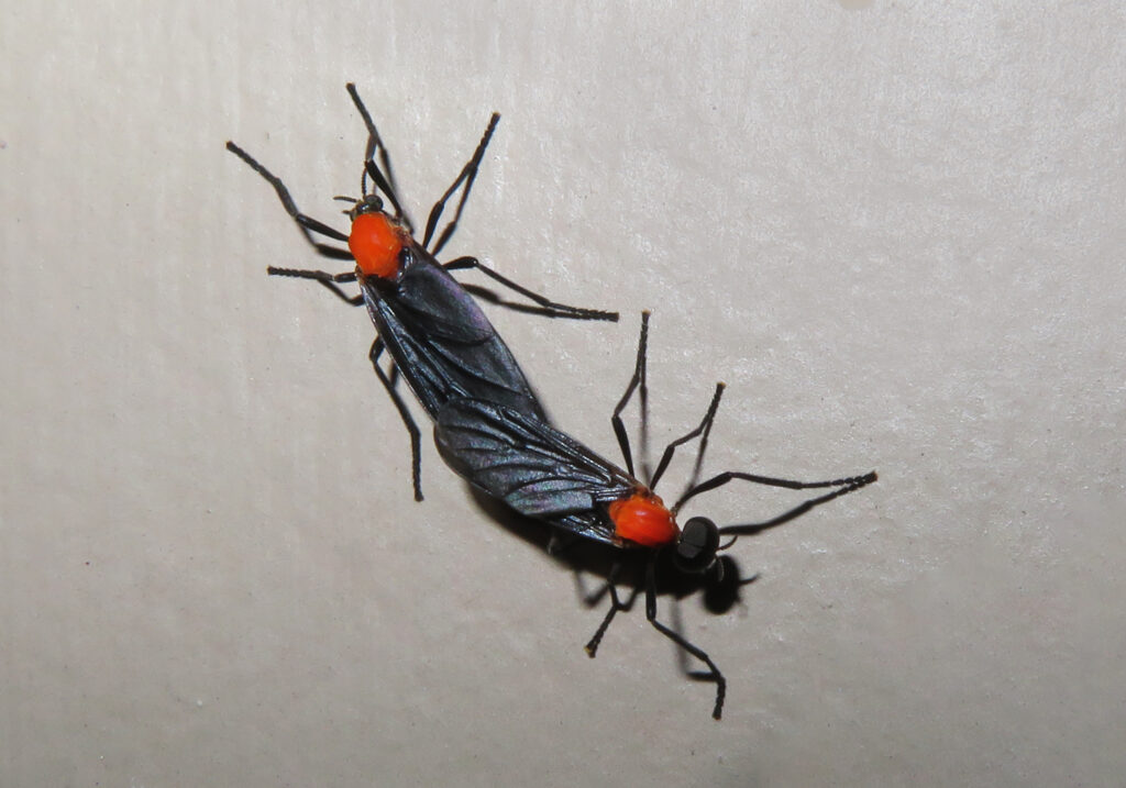 March Flies