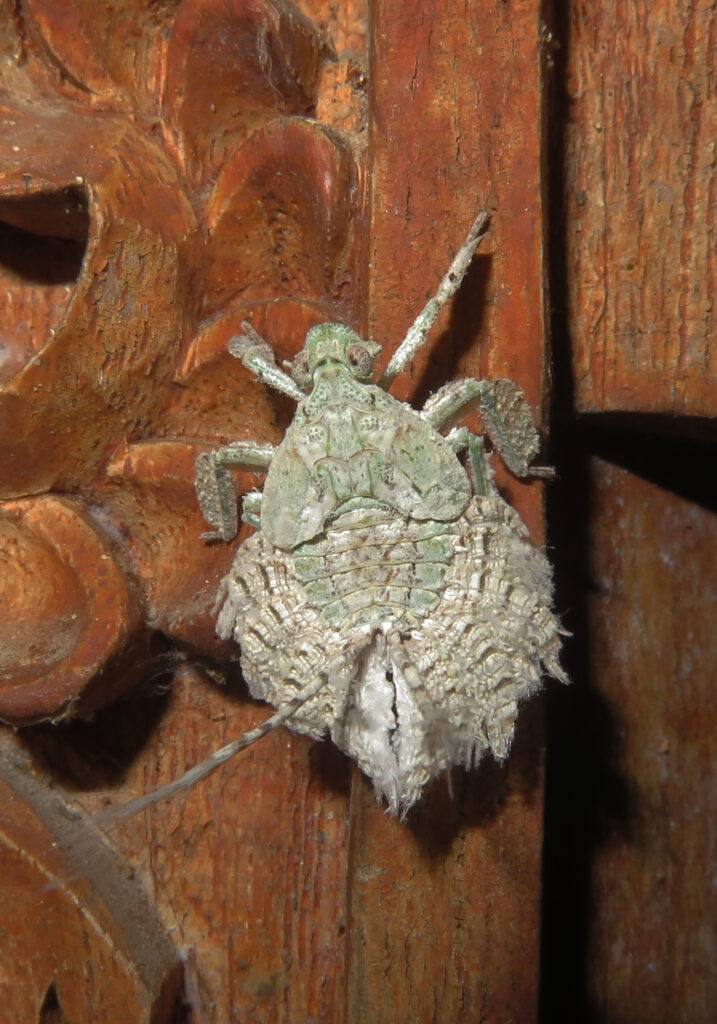 Lanternflies