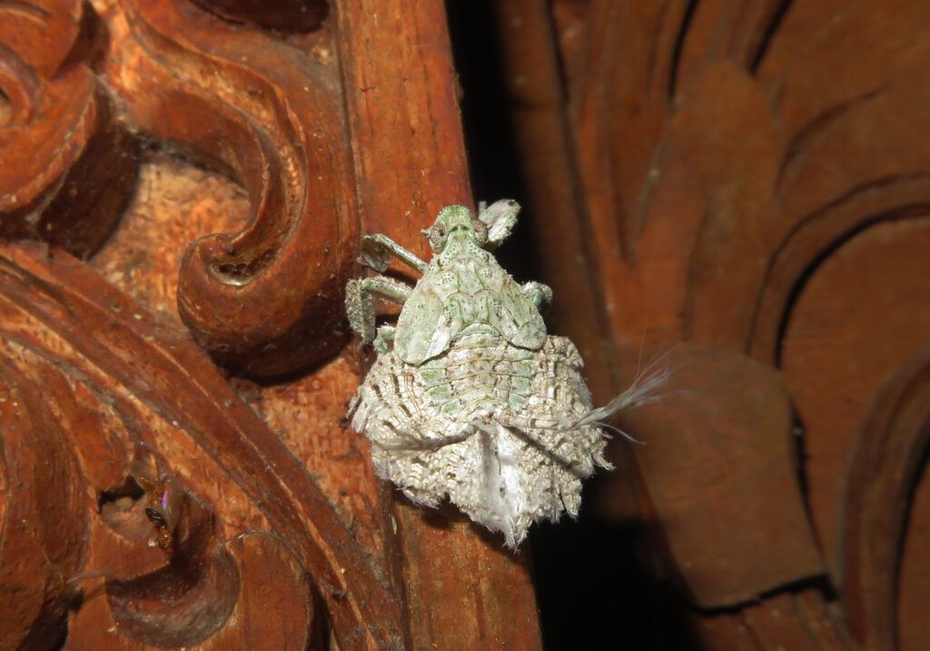 Lanternflies