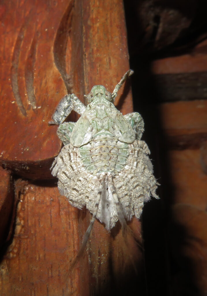 Lanternflies