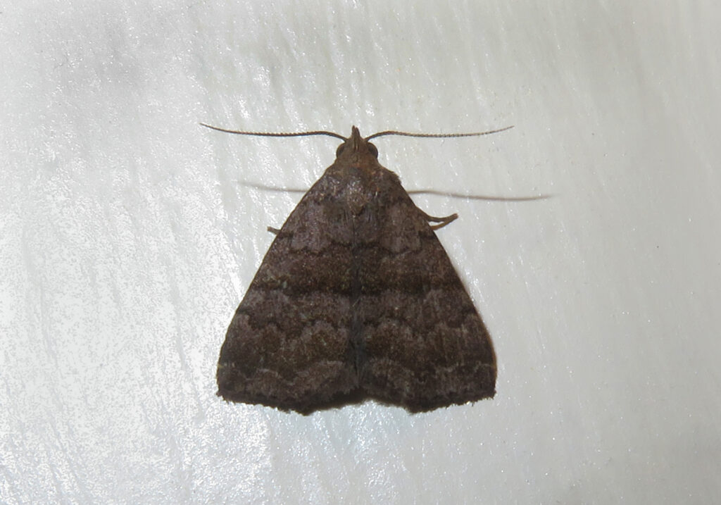Litter Moths
