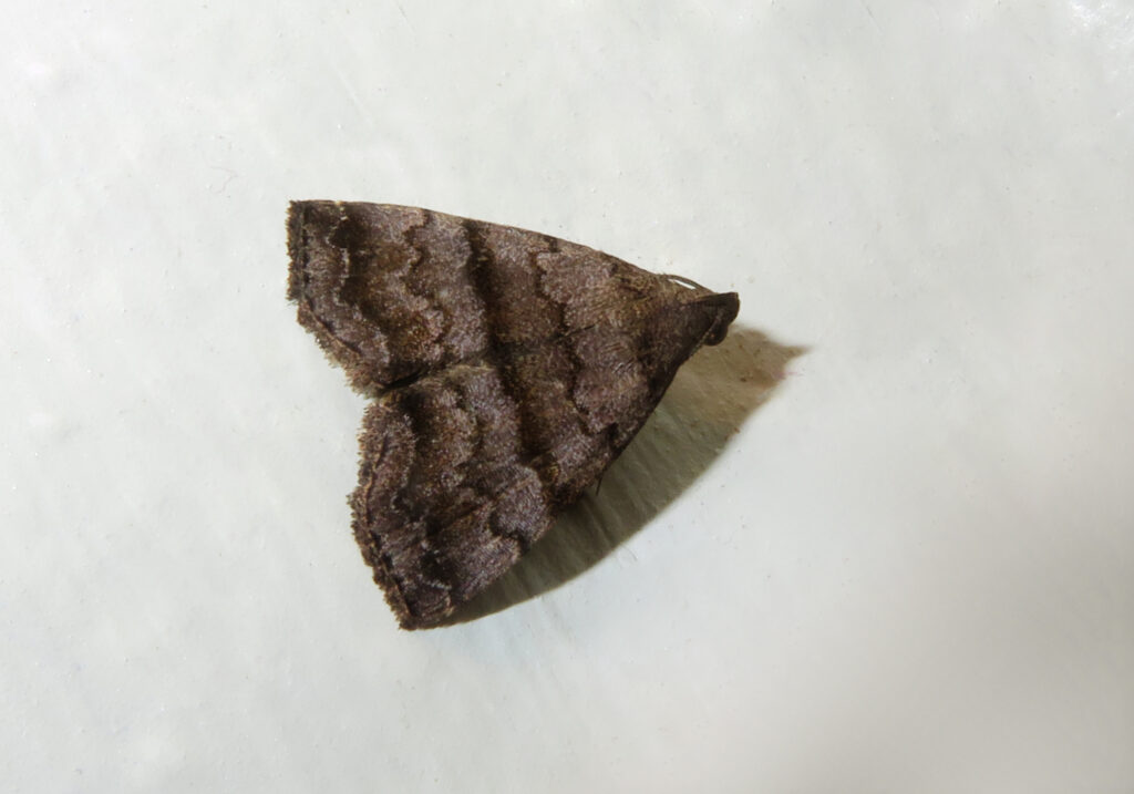 Litter Moths