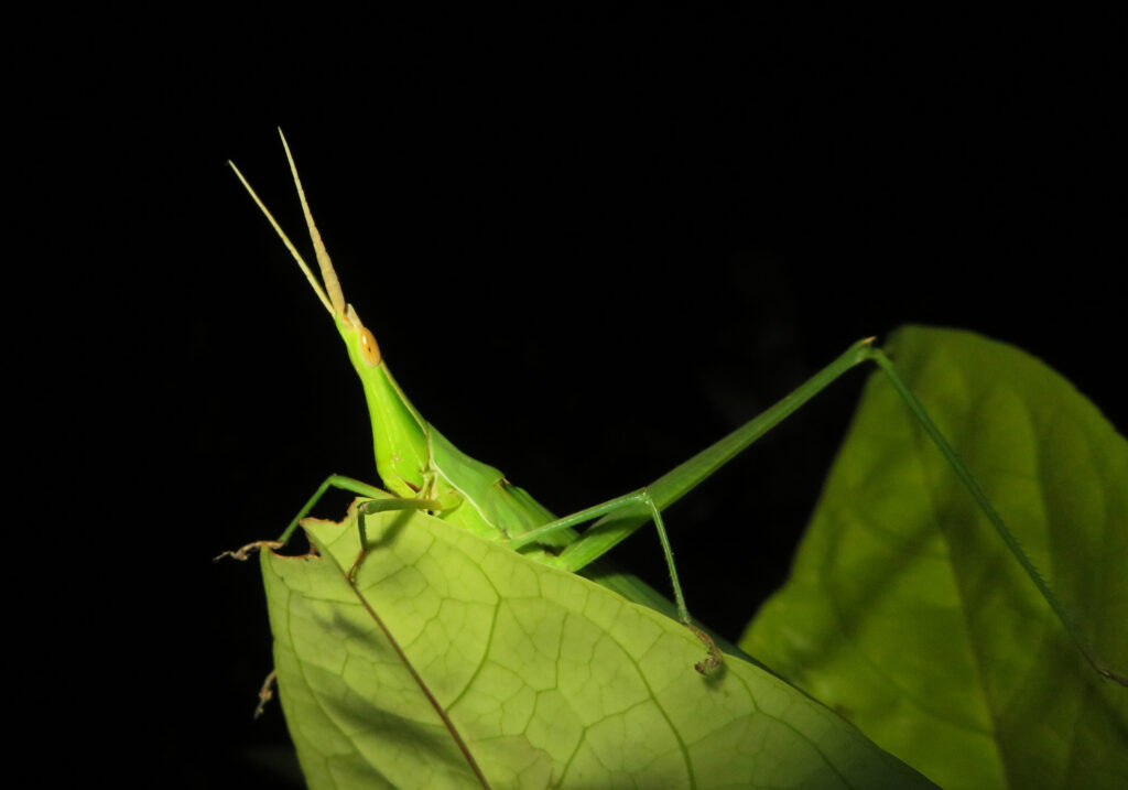 Slantface Grasshoppers