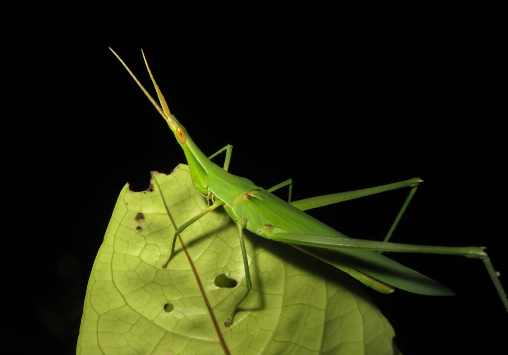Slantface Grasshoppers