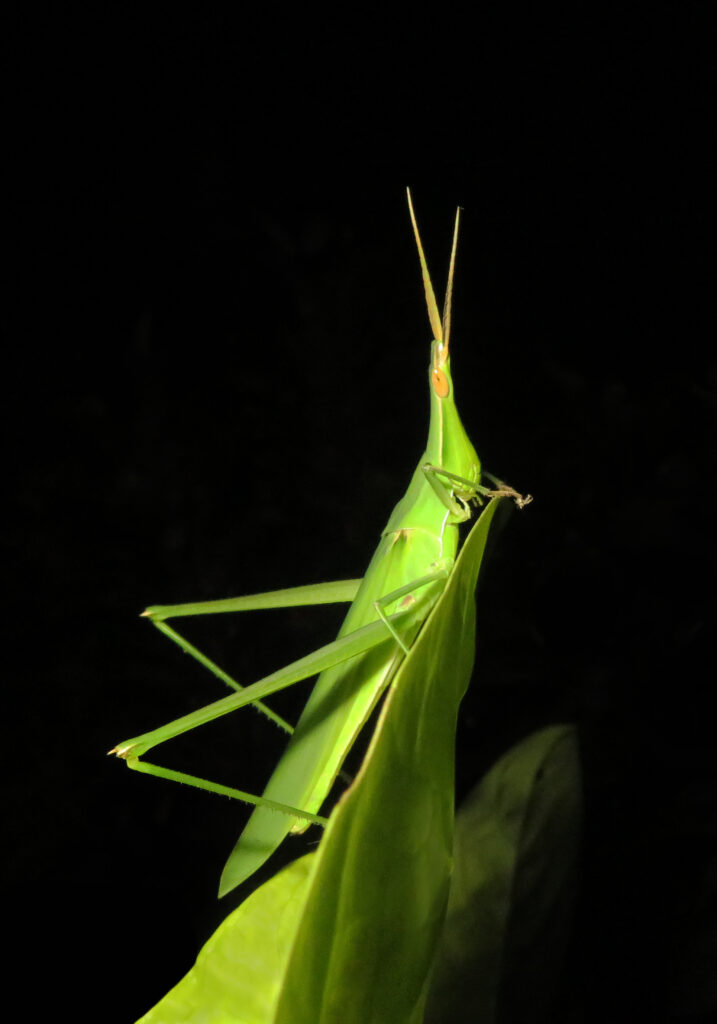Slantface Grasshoppers