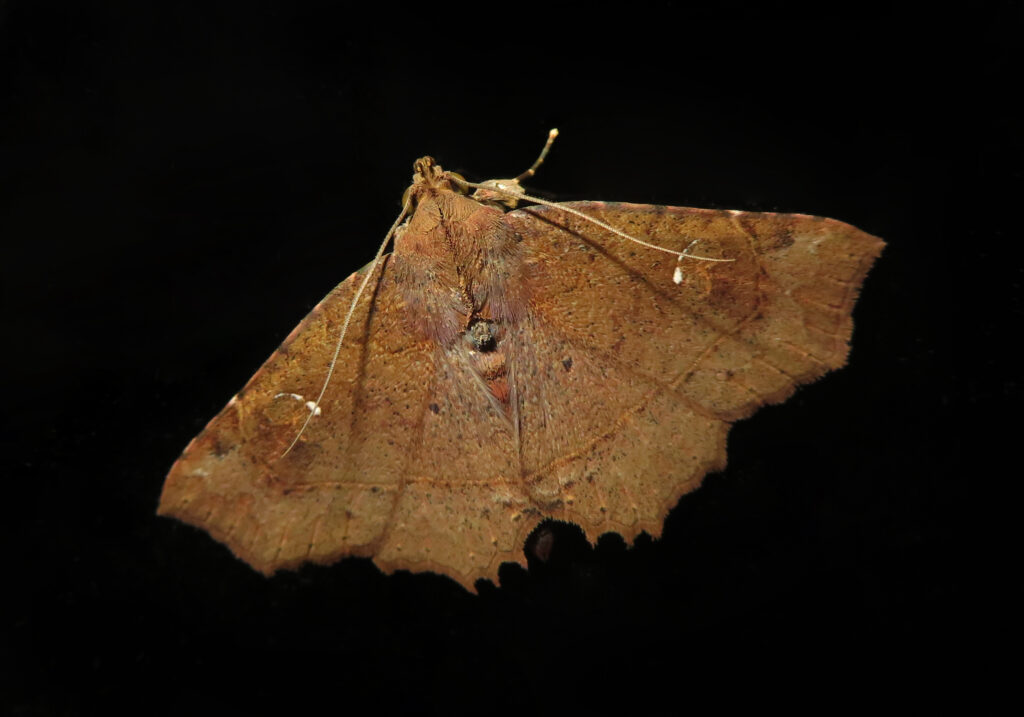 Underwing, Tiger, Tussock, and Allied Moths