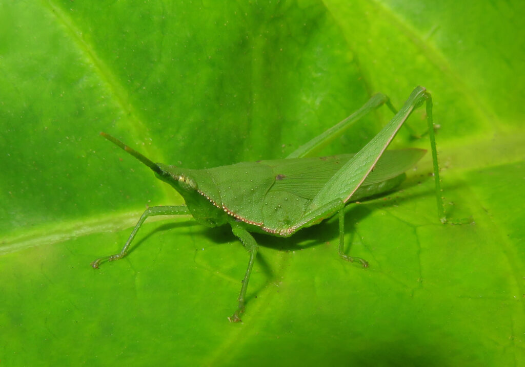 Superfamily Pyrgomorphoidea