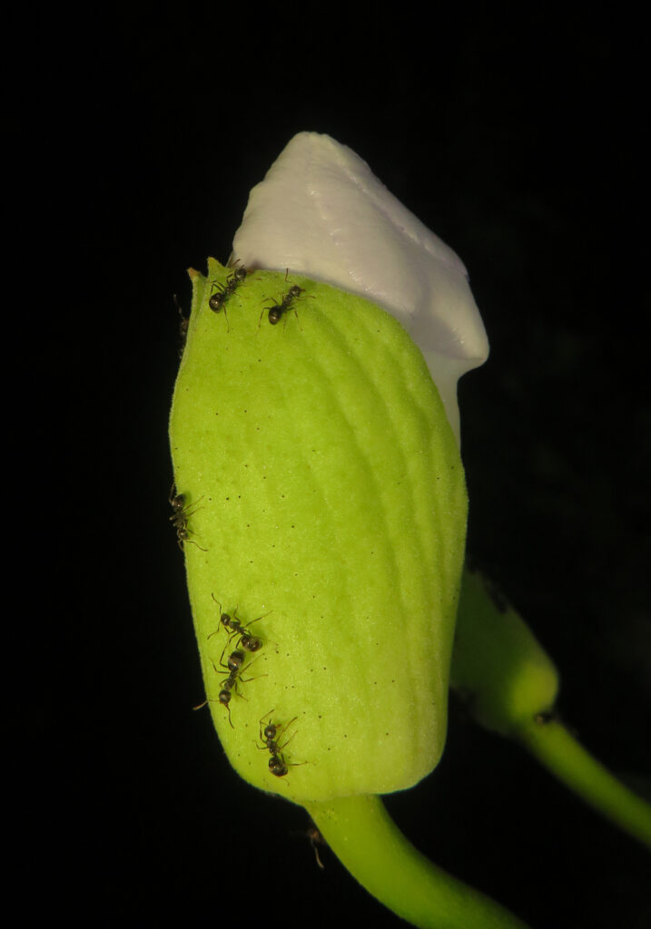 Ants