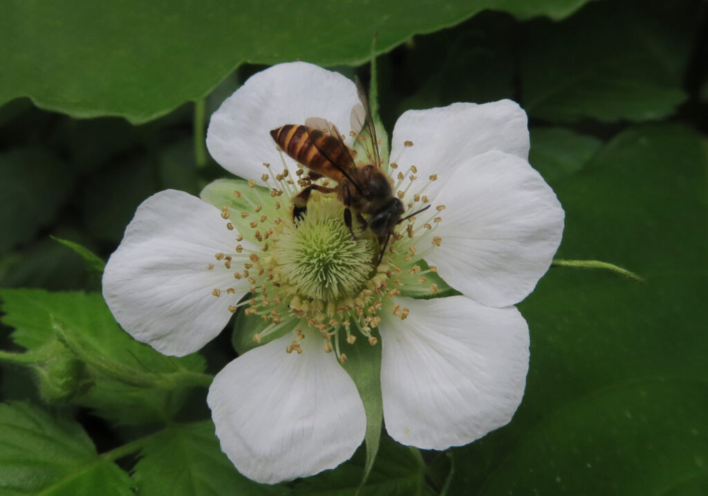 Honey Bees