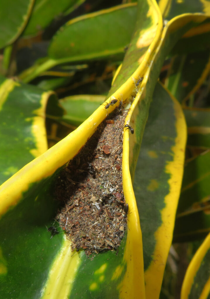 Ants