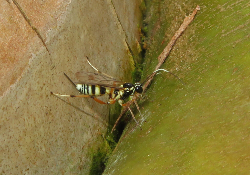 Narrow-waisted Wasps, Ants, and Bees