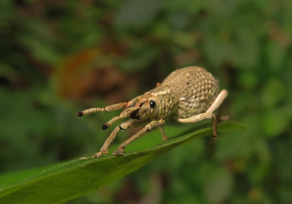 Broad-nosed Weevils