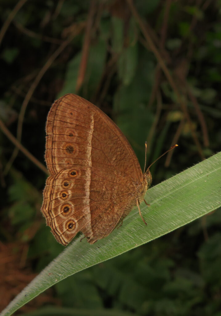 Genus Telinga