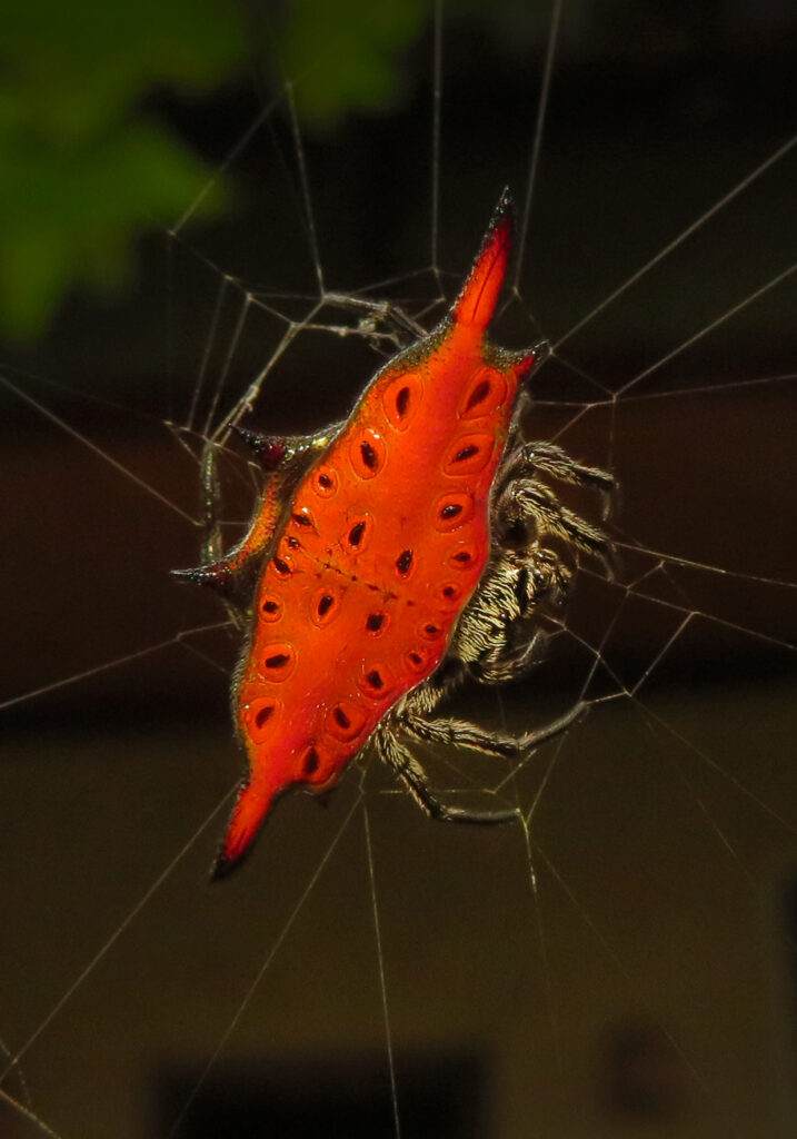Parallel-spined Spiny Orbweaver