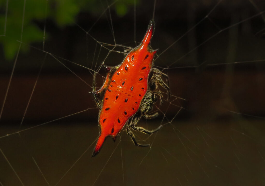 Parallel-spined Spiny Orbweaver