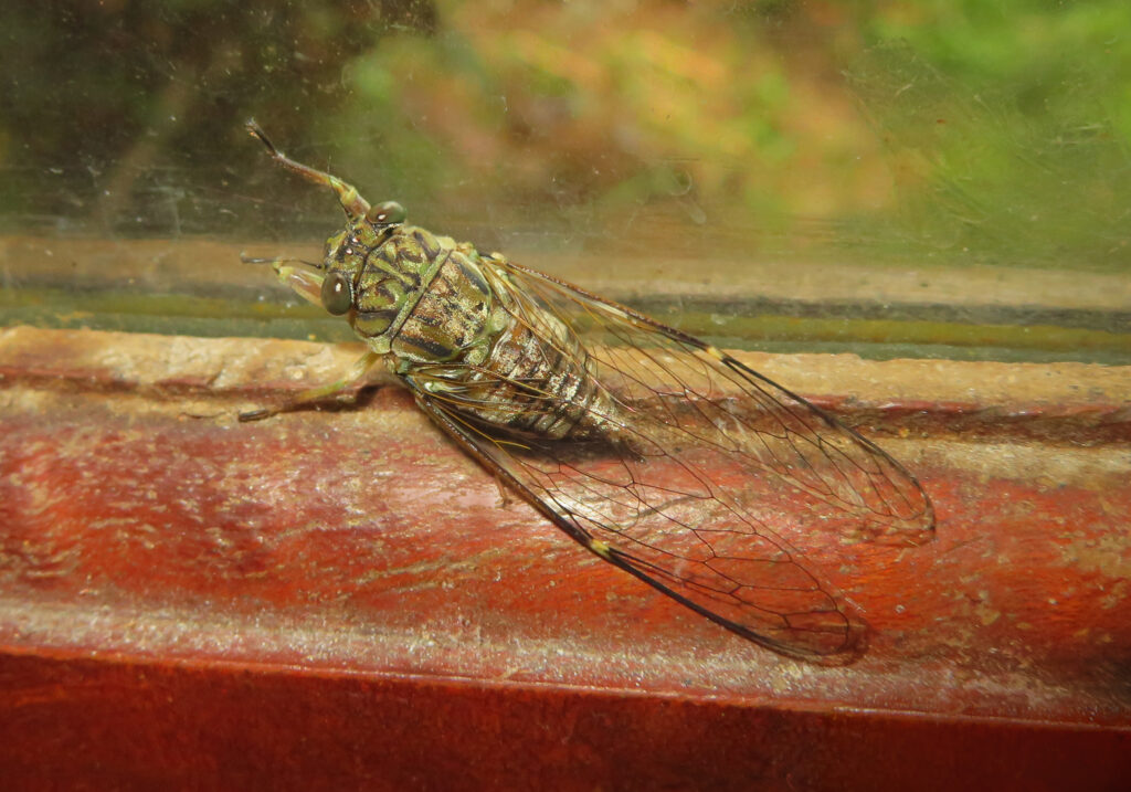 Subfamily Cicadinae