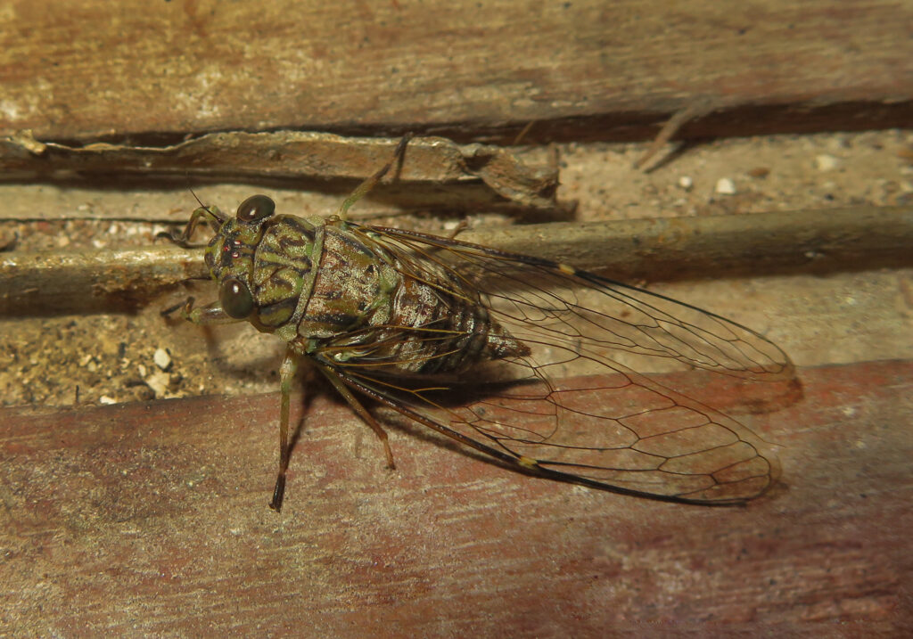 Subfamily Cicadinae