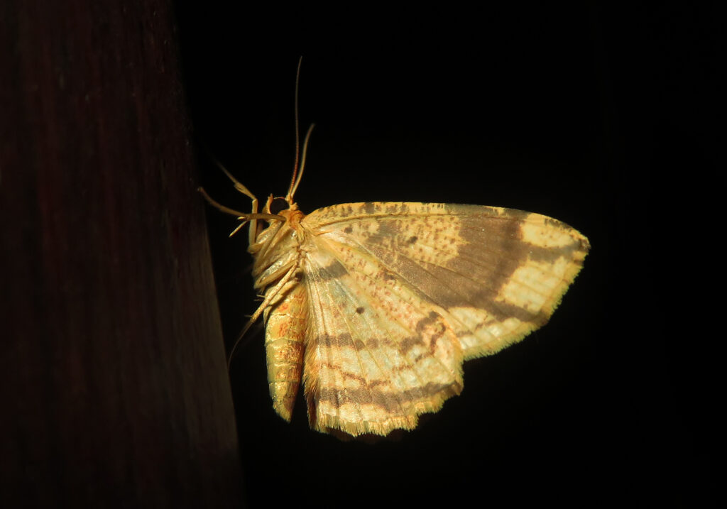 Geometer Moths (Family Geometridae)